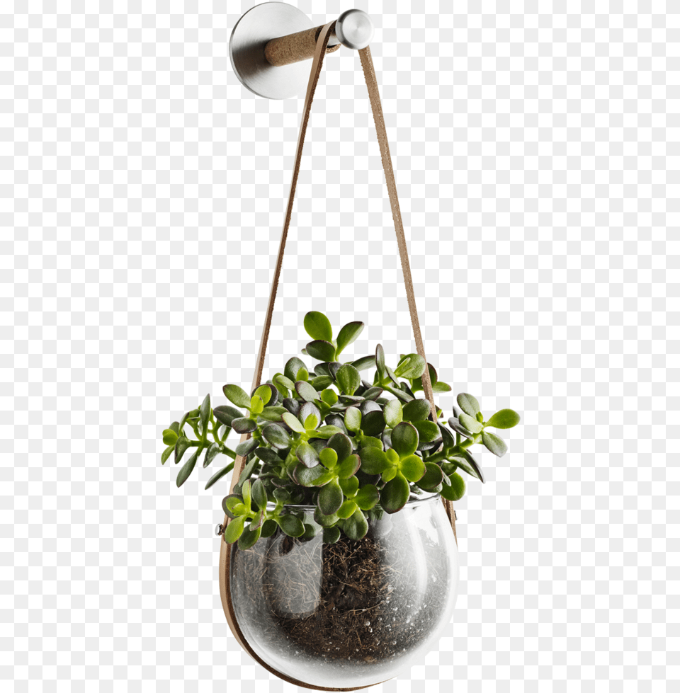 Light Hanging Pot And Peg Hanging Flower Pot, Jar, Plant, Planter, Potted Plant Png Image