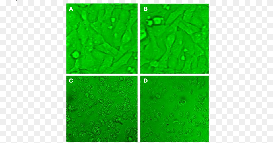 Light Micrographs Of Cc Cell Line After H Of Incubation, Purple, Green, Leaf, Plant Free Transparent Png