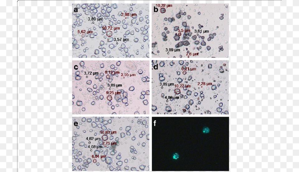 Light Microscopic Images Of Human Pbmcs Together With Motif, Paper, Text Free Png