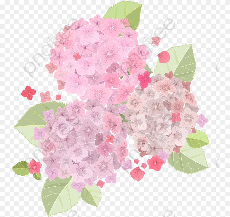 Light Pink Flowers, Flower, Petal, Plant, Geranium Png