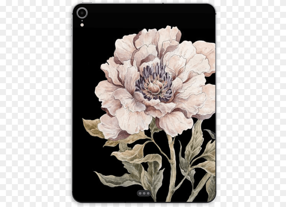 Light Pink Peony Skin Ipad Pro 11 Chrysanths, Plant, Dahlia, Flower, Art Free Png