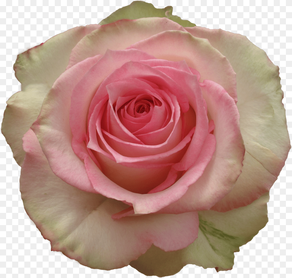 Light Pink Rose, Animal, Bee, Insect, Invertebrate Free Transparent Png