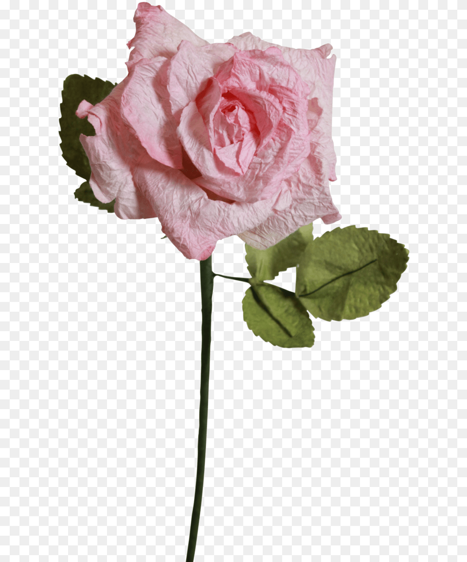 Light Pink Rose Clear Background Light Pink Rose Clear Background, Flower, Plant Free Png Download