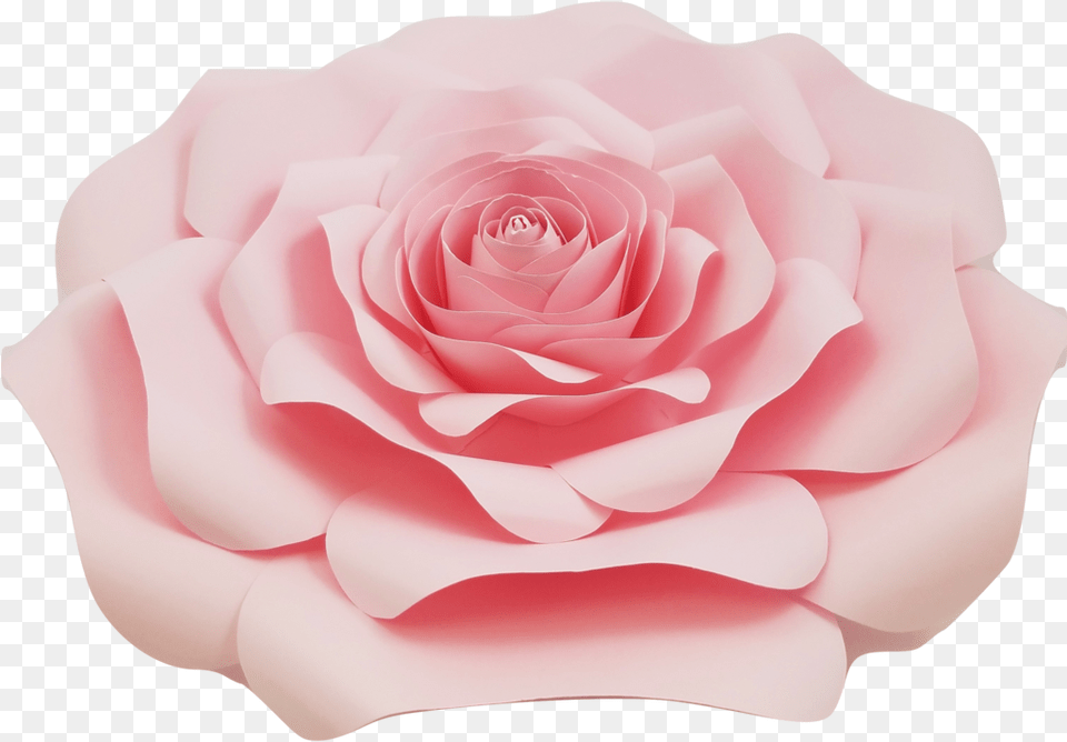 Light Pink Rose Light Pink Roses, Flower, Petal, Plant Free Transparent Png