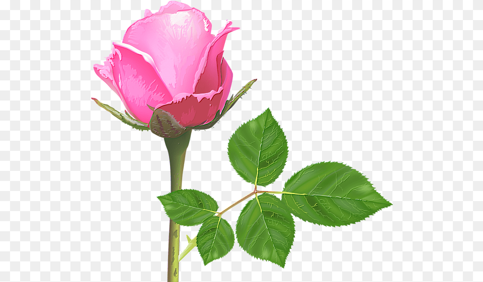 Light Pink Rose Pink Rose Flower Pink Roses Rose Single Pink Rose Flowers, Plant, Leaf Png Image