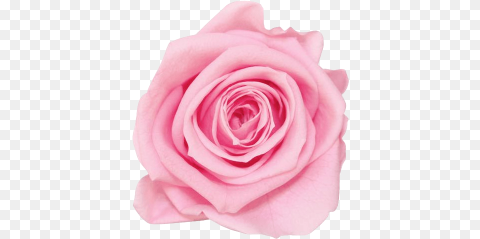 Light Pink Rose Transparent, Flower, Petal, Plant Free Png Download