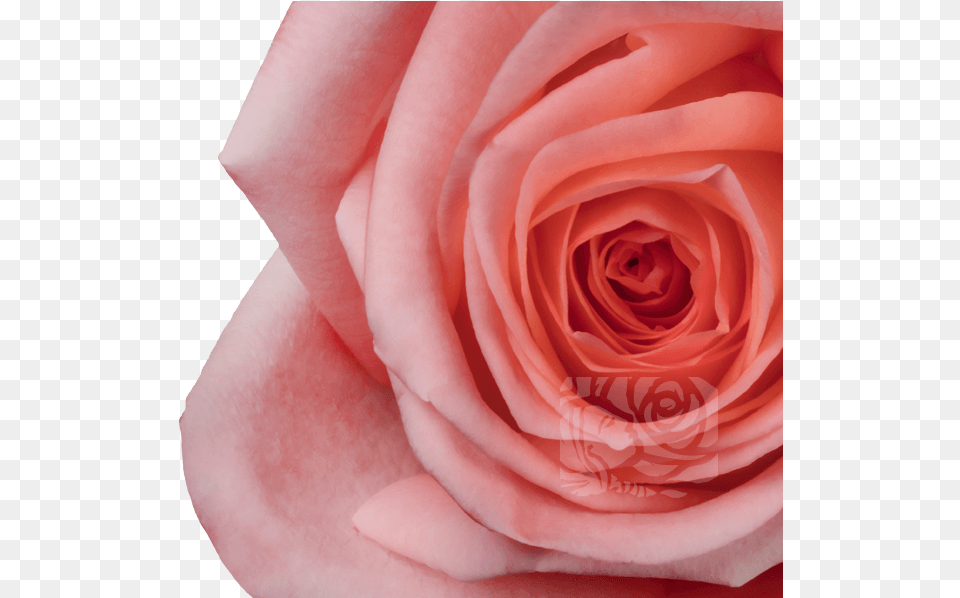Light Pink Roses Floribunda, Flower, Plant, Rose, Petal Free Png