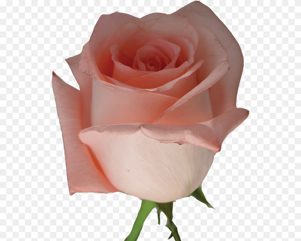 Light Pink Roses Garden Roses, Flower, Plant, Rose, Petal Free Transparent Png