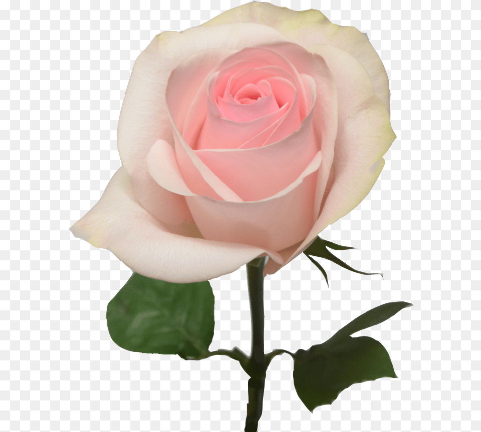 Light Pink Roses Light Pink Pink Rose, Flower, Plant Free Png