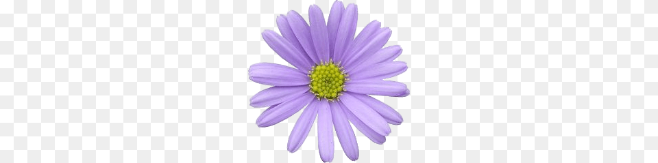 Light Purple Aster, Daisy, Flower, Plant, Anemone Png