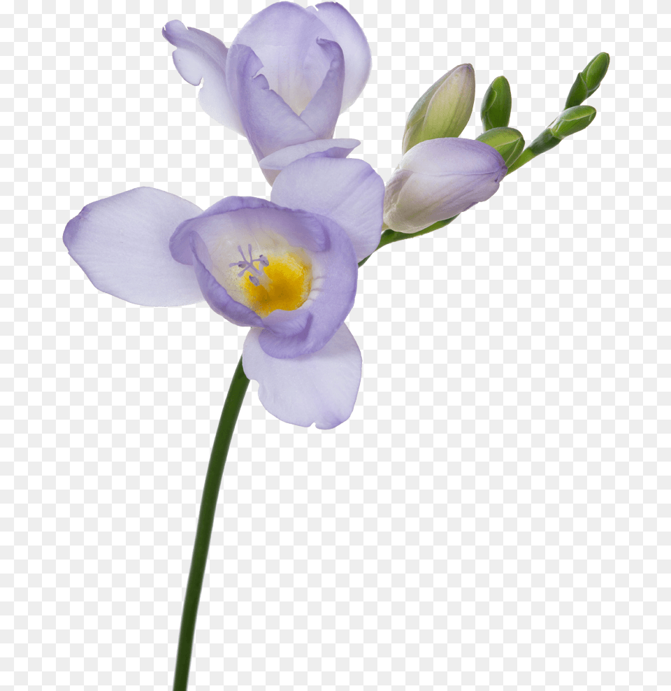 Light Purple Flower, Geranium, Plant, Pollen, Petal Png