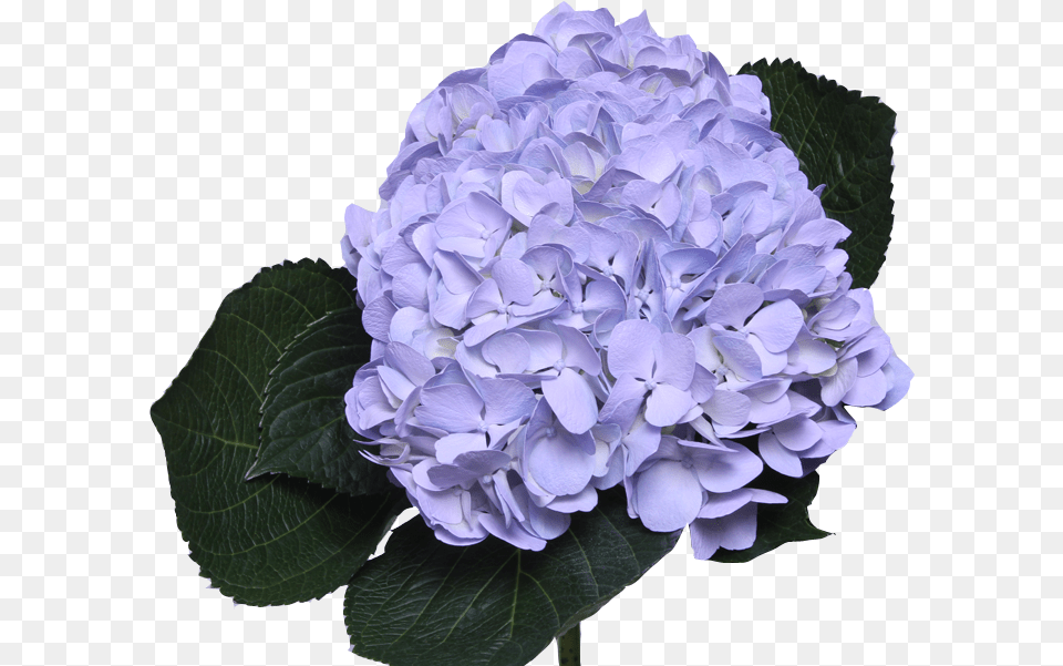 Light Purple Flower Hydrangea Flower Light Purple, Geranium, Petal, Plant, Flower Arrangement Free Png Download