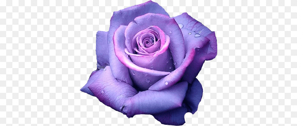 Light Purple Rose Background, Flower, Plant, Petal Free Png