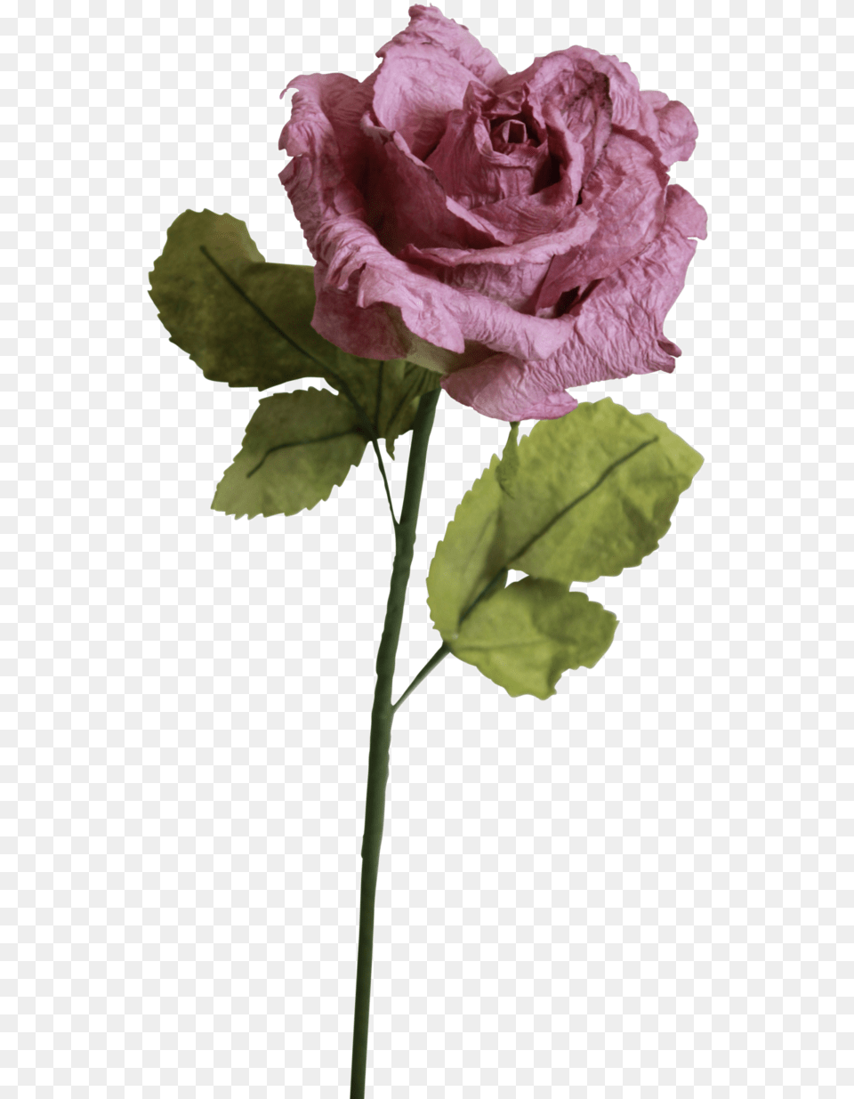 Light Purple Roses Light Pink Rose, Flower, Plant, Person Free Transparent Png