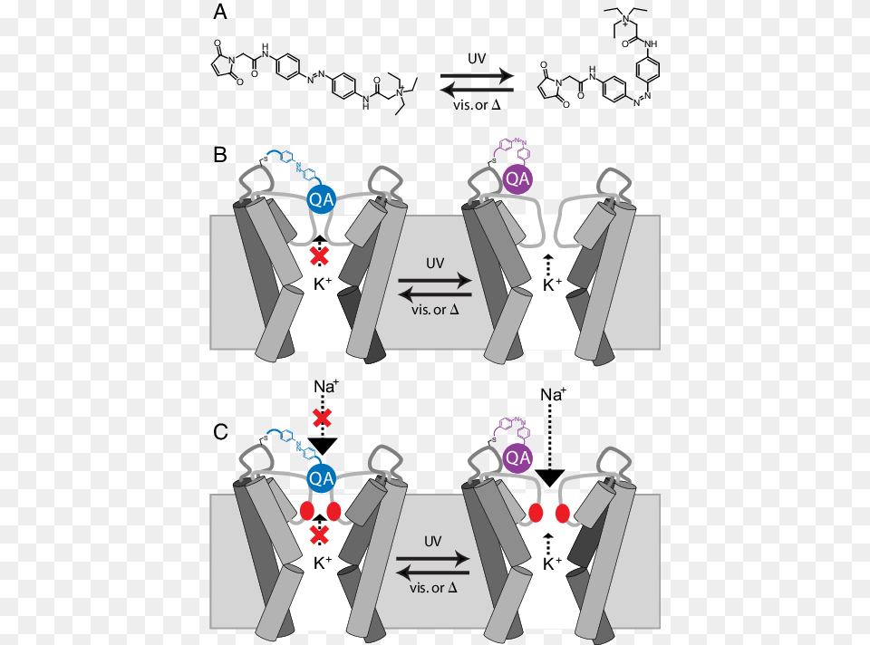 Light Regulation Of Current Flow In Hyper And Depolarizing Illustration, Clothing, Coat, Fashion, Formal Wear Free Png