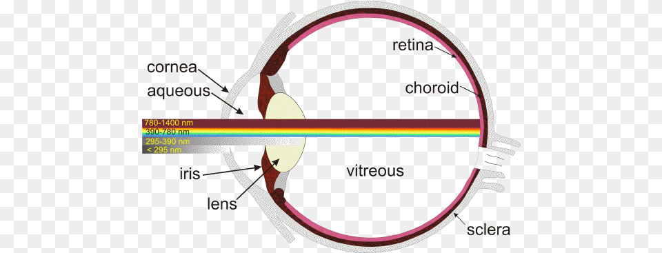 Light Retina, Ct Scan, Chart, Plot, Bow Free Png Download