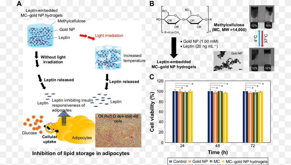 Light Sensitive Mc Gold Np Hydrogels Diagram, Text Png Image