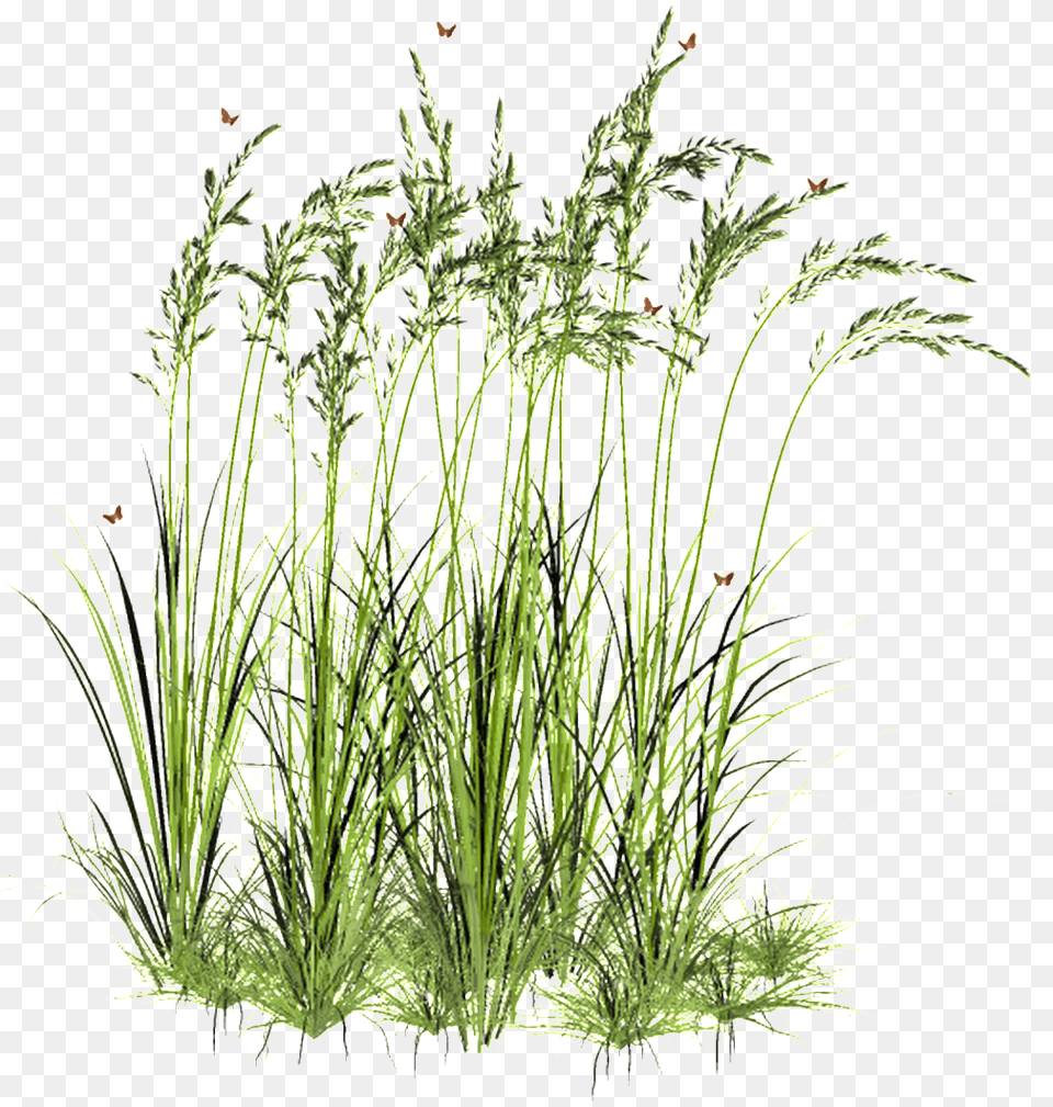Light Wheat Field Transparent Decorative Plants Cut Out Transparent, Grass, Moss, Plant, Aquatic Free Png Download