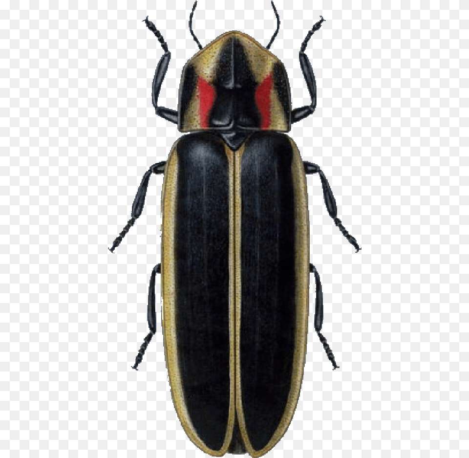 Lightning Bug Topside From Lightning Bug Drawing, Animal, Firefly, Insect, Invertebrate Free Png Download