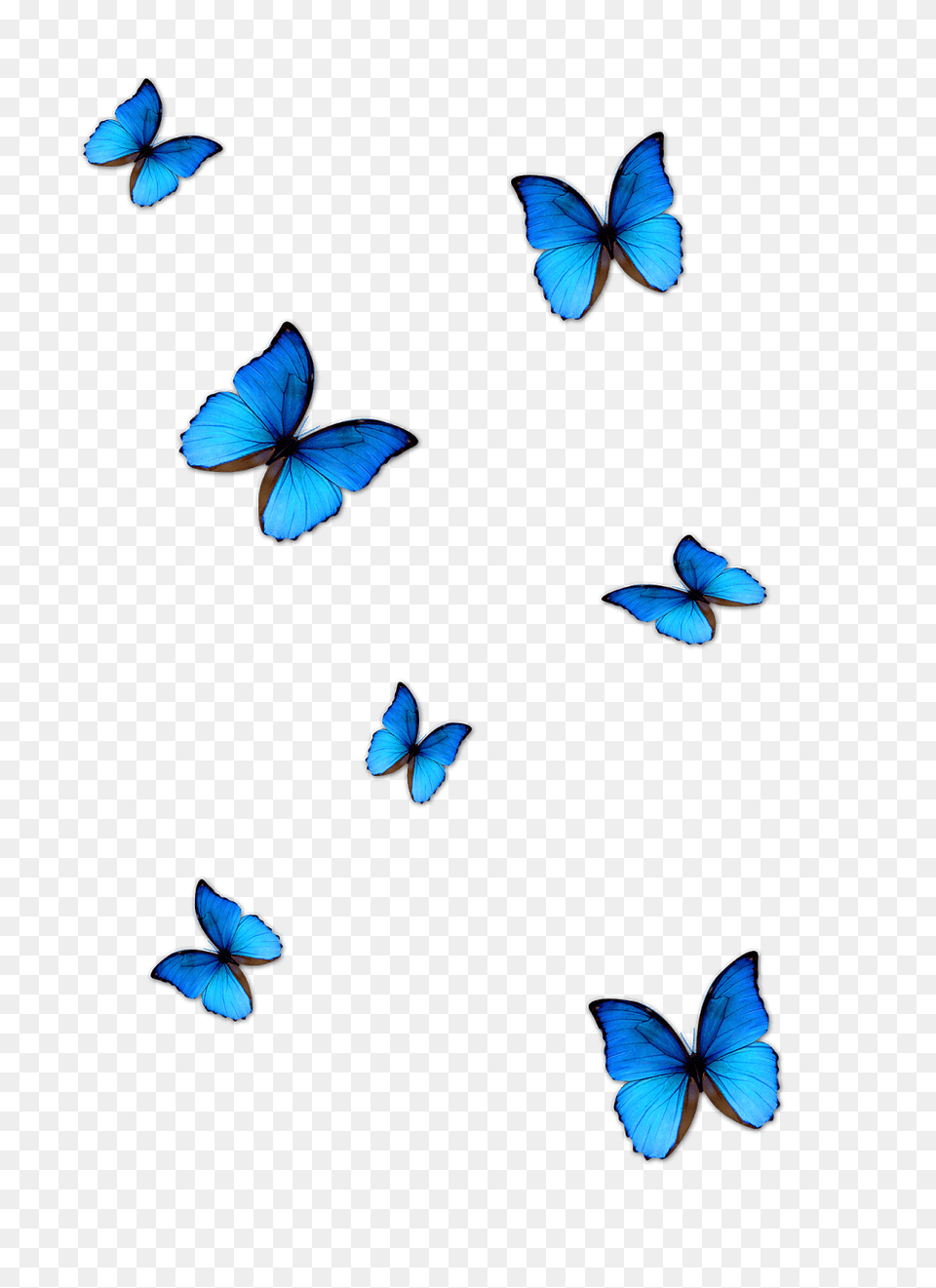 Lightroom Butterfly Effect Editing Butterfly Download Blue, Animal, Insect, Invertebrate Png Image