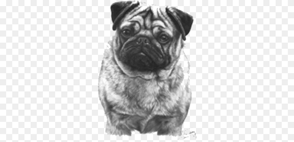 Lights Only Dog Lover Black And White Pug Animal Lover Graphic, Pet, Mammal, Canine, Male Free Png