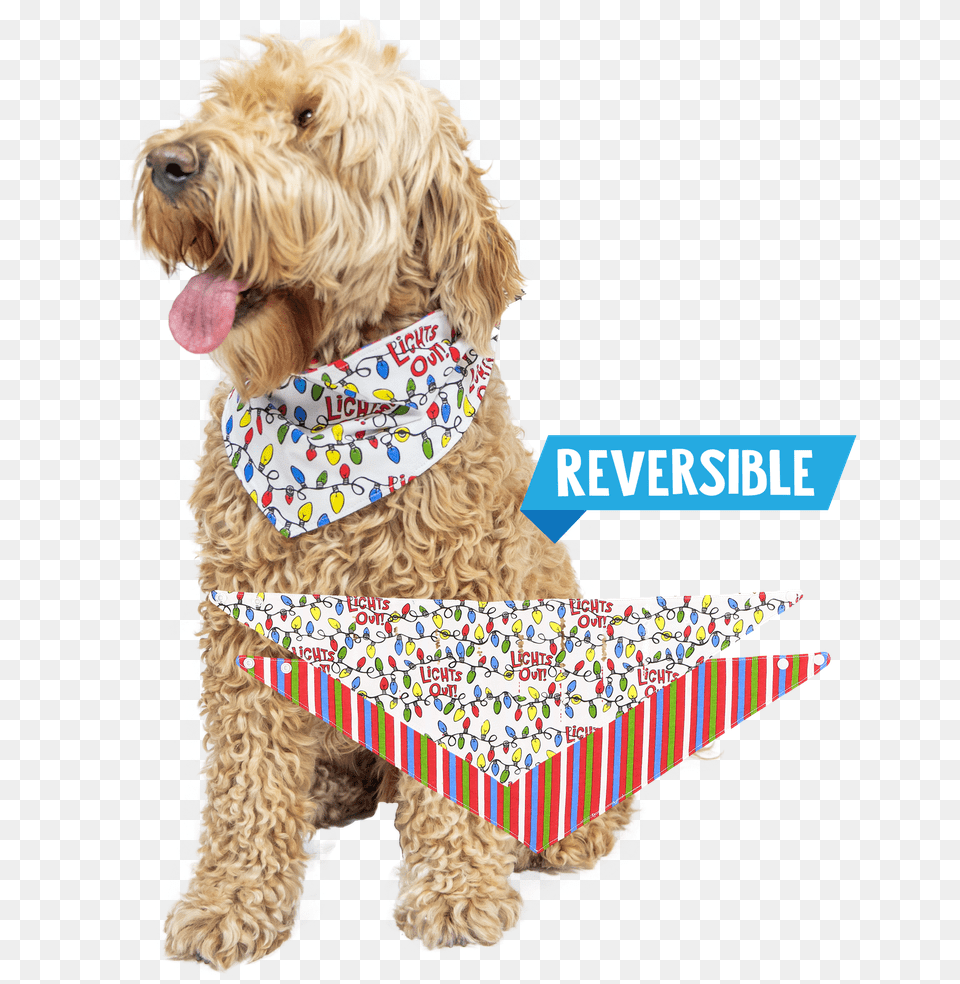 Lights Out Labradoodle, Pet, Mammal, Dog, Canine Free Png Download