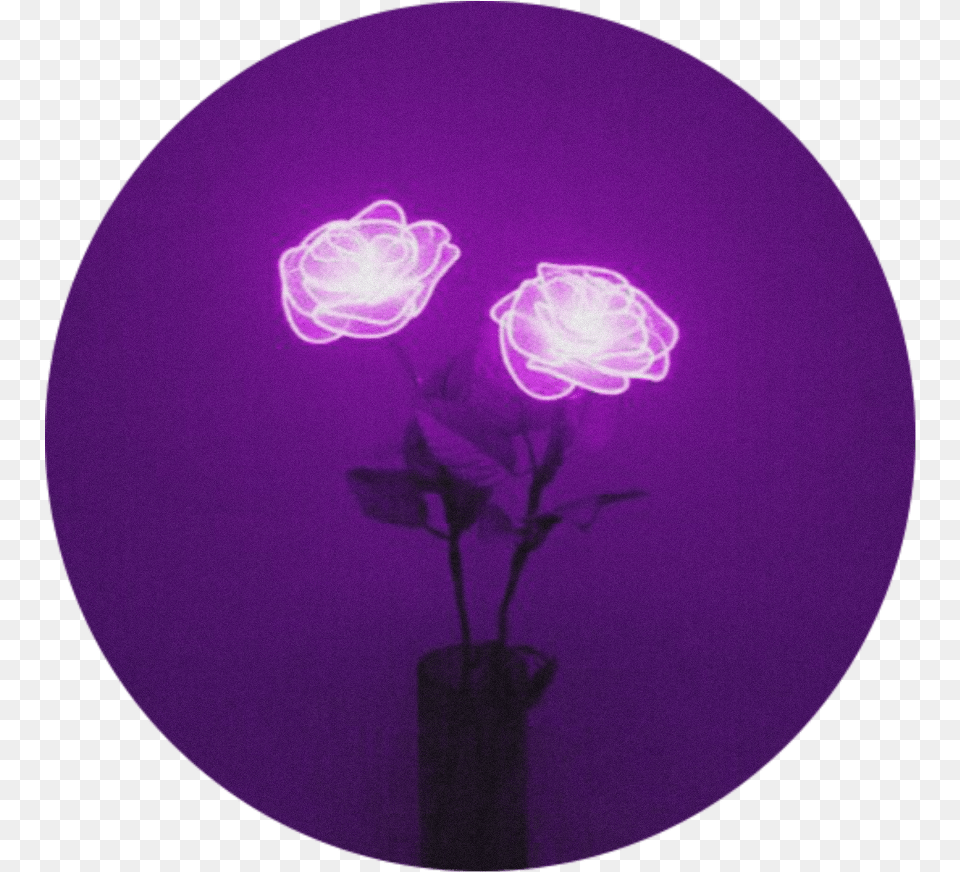 Lights Rose Purple Flower Aesthetic Purpleaesthetic Purple Aesthetic, Animal, Sea Life, Invertebrate, Jellyfish Free Png Download