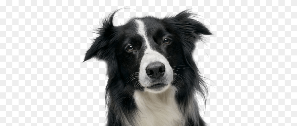 Liked Like Share Border Collie, Animal, Canine, Dog, Mammal Free Png