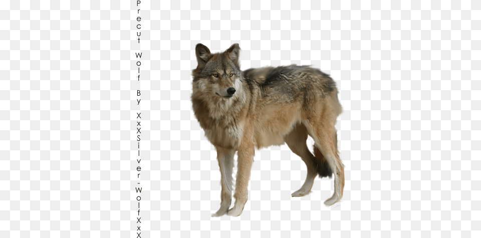 Liked Like Share Precut Wolf, Animal, Coyote, Mammal, Canine Free Transparent Png
