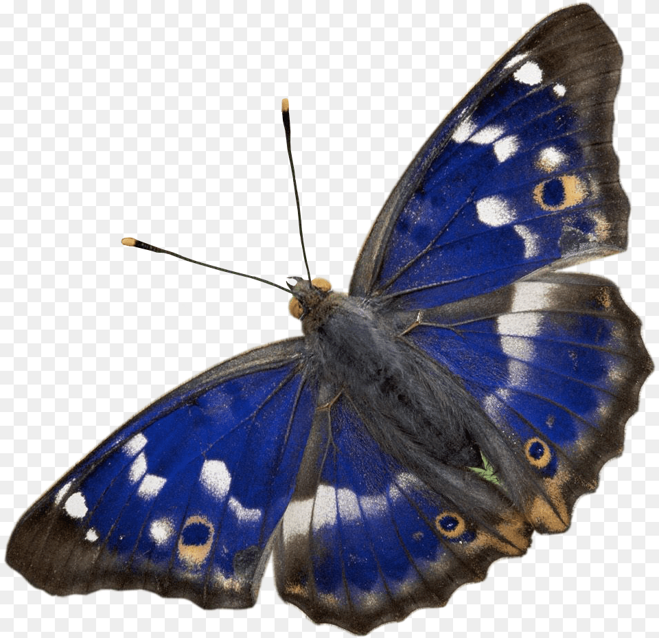 Liked Like Share Purple Emperor Butterfly Full Size Purple Emperor Butterfly, Animal, Insect, Invertebrate, Moth Free Png