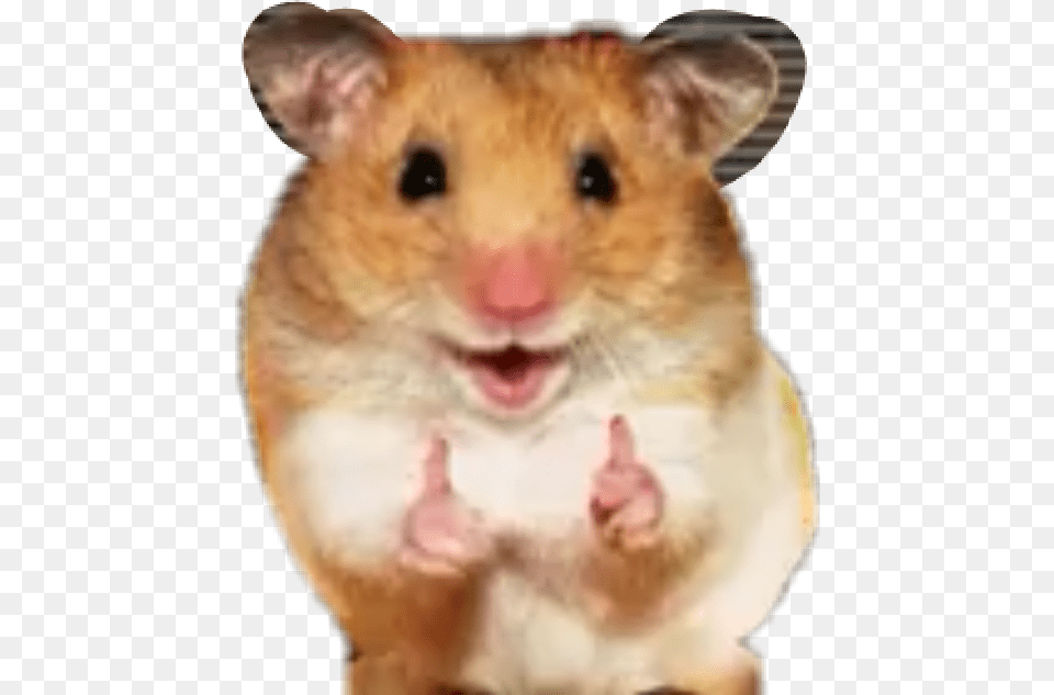 Likegoodkiut Hamster Happy Himomos, Animal, Mammal, Rodent, Pet Free Transparent Png