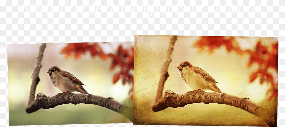 Lil Owls Texture Bundle Backyard Birds Mini Wall Calendar 2016 16 Month Calendar, Animal, Bird, Finch, Sparrow Free Png