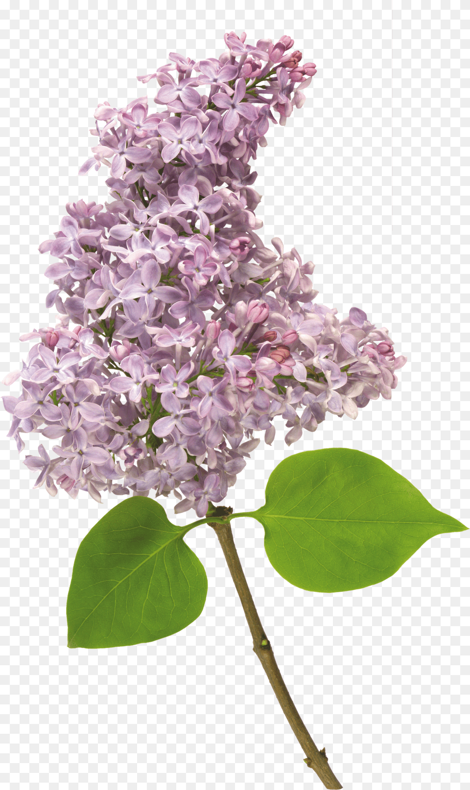 Lilac Free Transparent Png