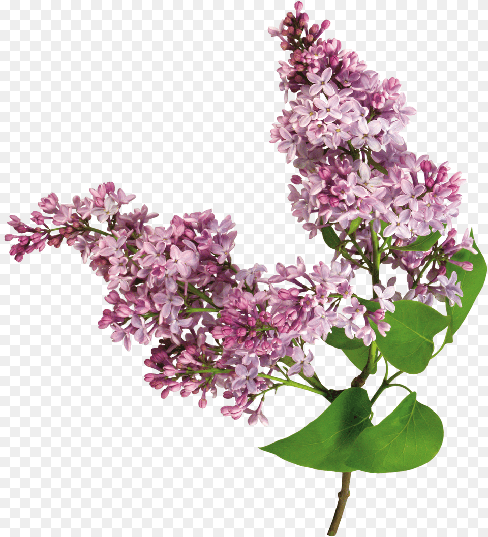 Lilac Png Image