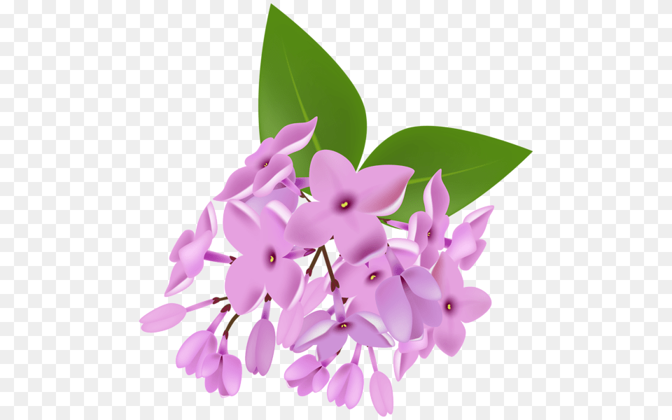 Lilac, Flower, Plant, Chandelier, Lamp Free Transparent Png