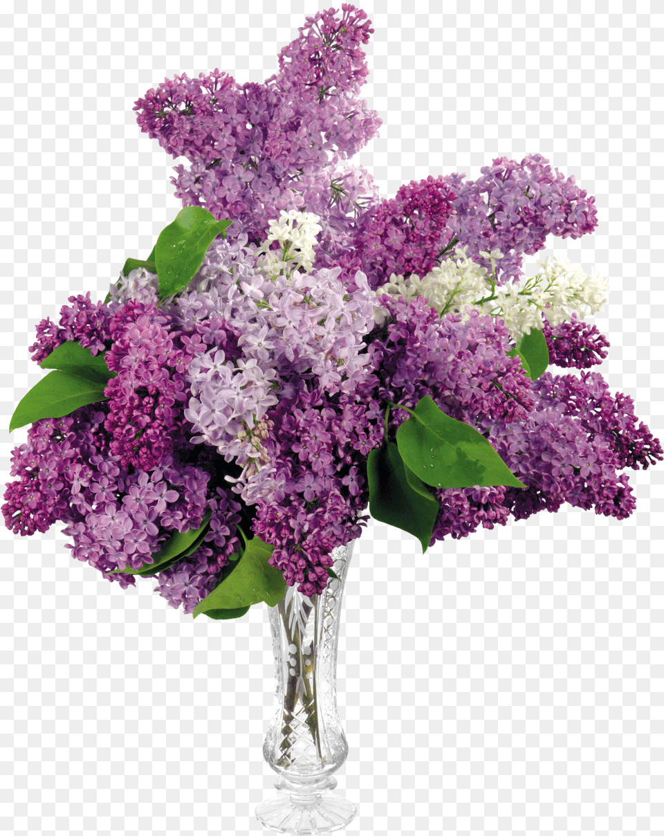 Lilac Free Png
