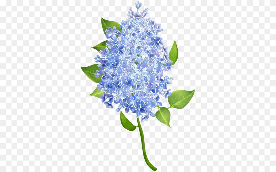 Lilac, Flower, Plant Free Png Download