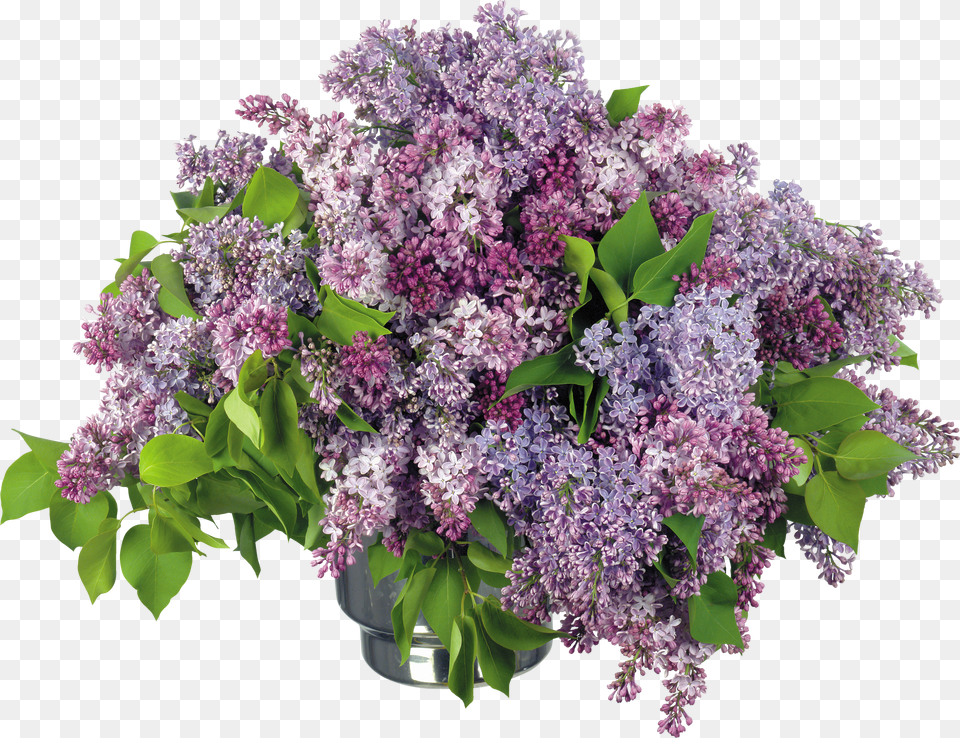 Lilac Free Transparent Png