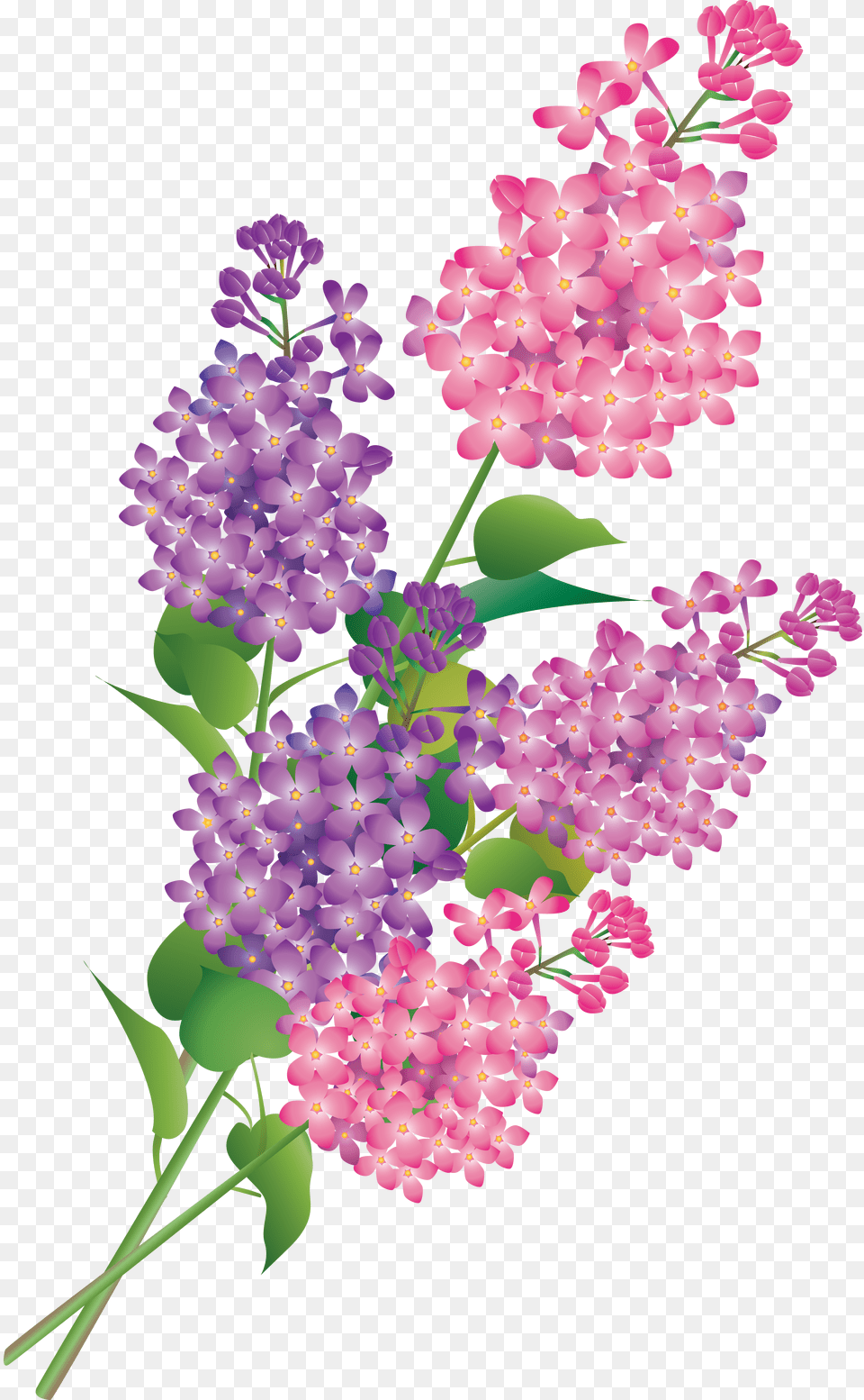 Lilac, Flower, Plant, Chandelier, Lamp Free Png