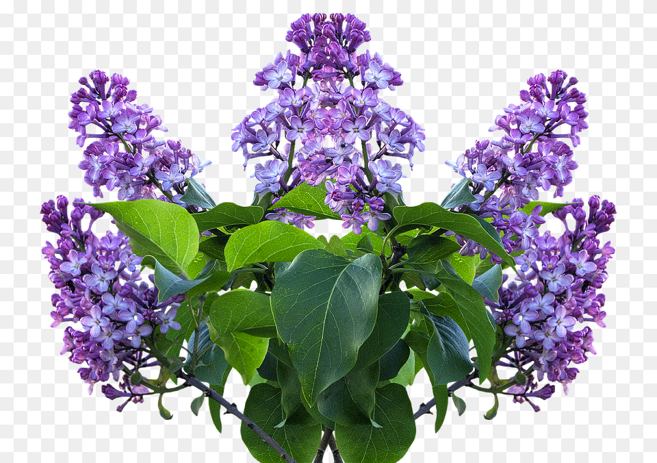 Lilac, Flower, Plant Free Transparent Png