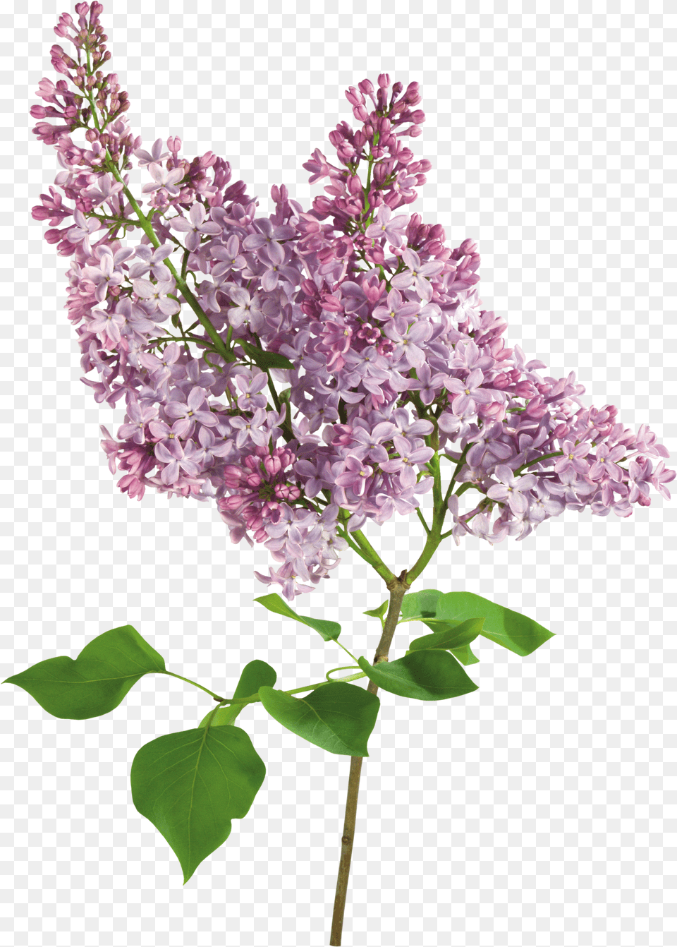 Lilac Png Image