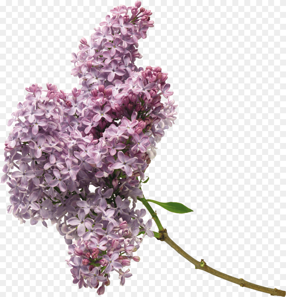 Lilac, Flower, Plant Png