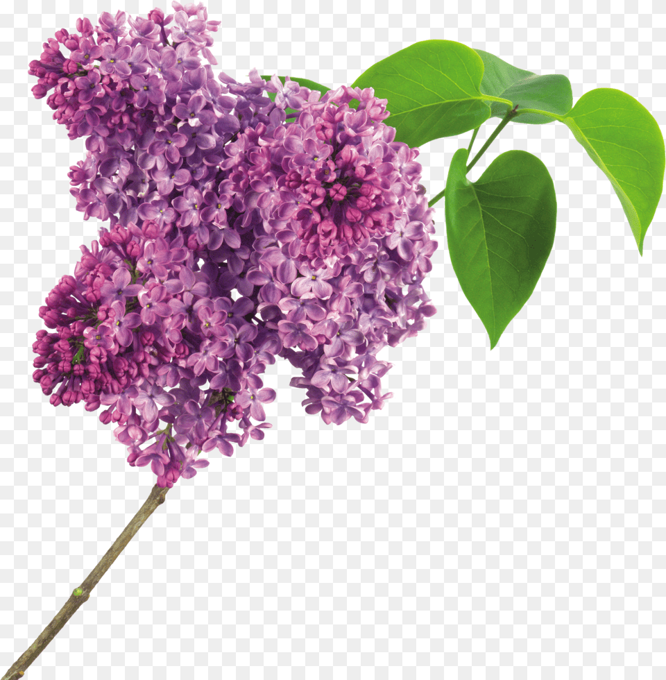 Lilac, Publication, Book, Comics, Manga Png