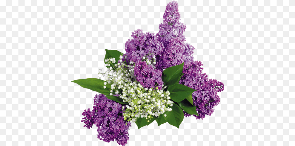 Lilac, Flower, Plant, Flower Arrangement, Flower Bouquet Free Png