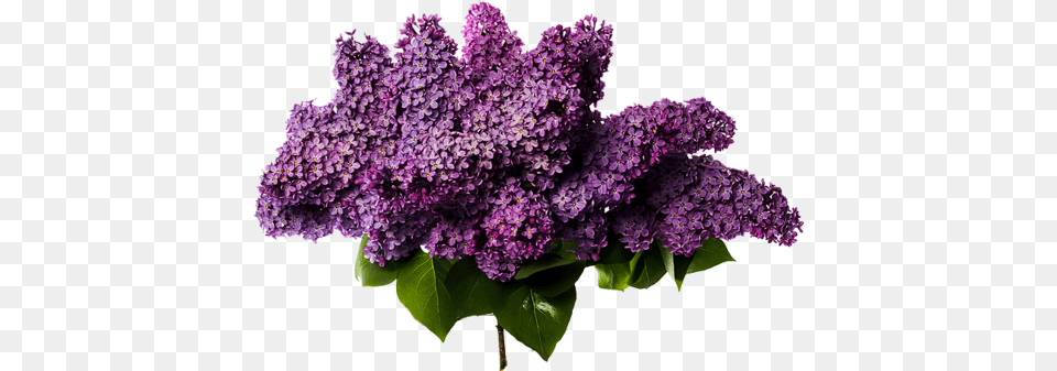 Lilac, Flower, Plant Free Png Download