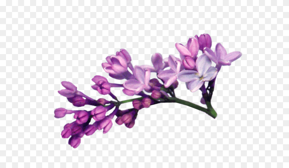 Lilac, Flower, Plant, Lavender Png Image