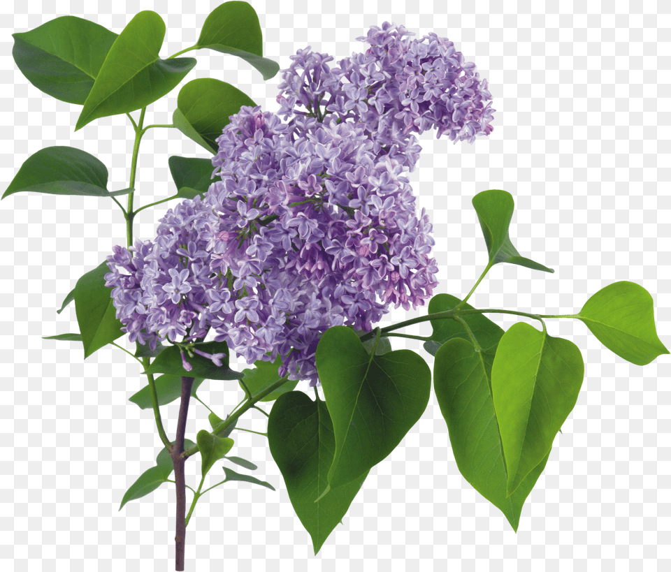 Lilac Free Png