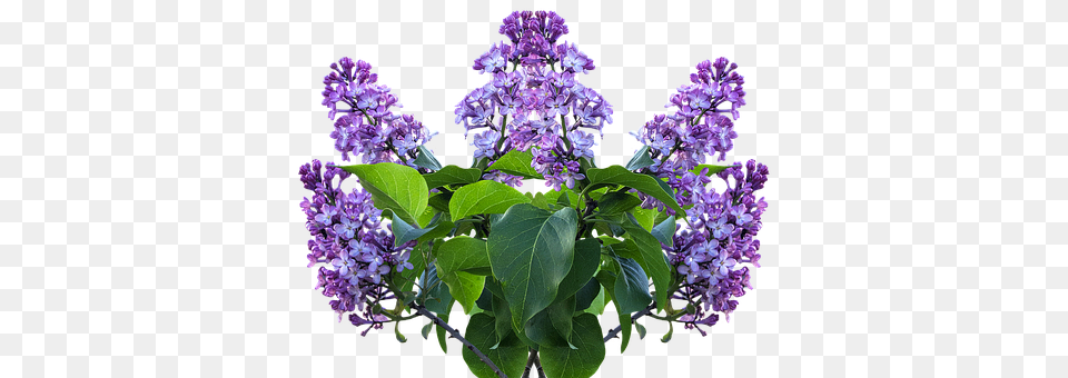 Lilac Flower, Plant Free Transparent Png