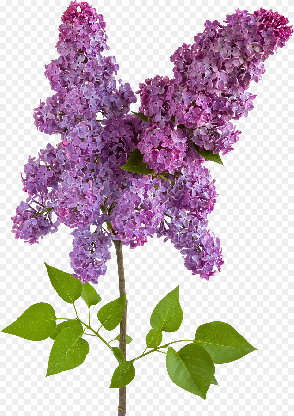 Lilac, Flower, Plant Free Transparent Png