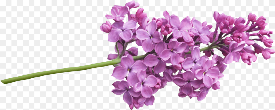 Lilac, Flower, Plant Free Png Download